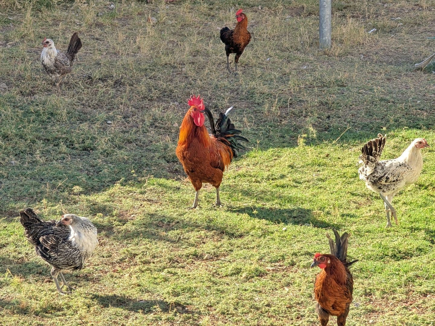 Picture my chickens home